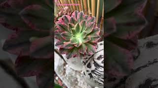 Quick Aeonium Propagation for beginners aeonium succulents plants gardening garden succulent [upl. by Wilone]