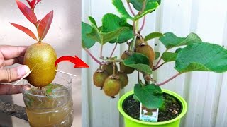 Best Skills Growing Kiwi tree from kiwi fruit in Water [upl. by Sayres851]