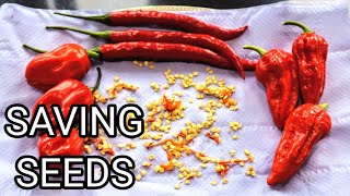 How To Save Chilli Pepper Seeds  Harvesting seeds to grow chilli plants at home [upl. by Yllaw821]