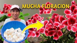 El mejor ABONO CASERO para FLORES y FLORACIÓN  ABONO PARA FLORACIÓN RÁPIDA [upl. by Boru]