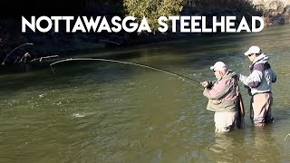 Nottawasga River Steelhead [upl. by Hcnarb]