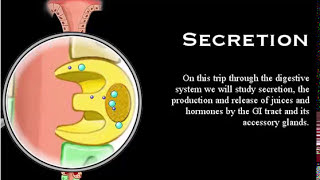 Digestive System Secretion part 3 Mechanism Secretion HCl Pepsinogen Pancreatic Juice [upl. by Hoskinson76]