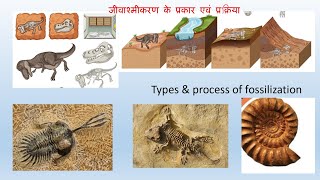 जीवाश्मीकरण के प्रकार एवं प्रक्रिया Types amp process of fossilization [upl. by Ecyaj643]