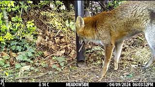 ep152 Fox Kerplunk at Meadowside CLIP [upl. by Llerroj]