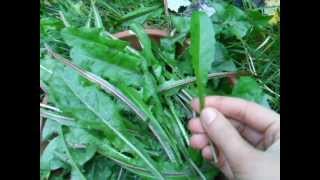 Dandelion greens how and when to pick them [upl. by Assenav]