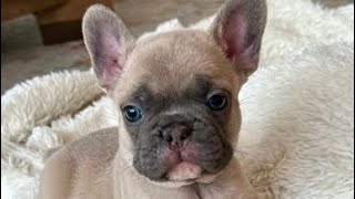 Walter the French Bulldog  7 weeks old [upl. by Ahsemit]