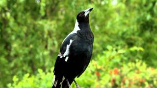 Australian magpie singing [upl. by Brigg]