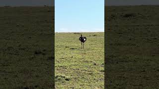 Wild ostrich flock kenya africa safari [upl. by Codding]