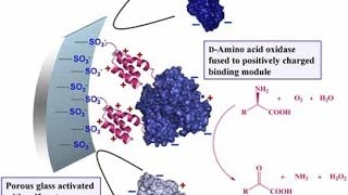 Enzyme immobilization Covalent binding [upl. by Eirallam112]