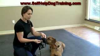 Dog Training with a Halti Collar  Intro wwwK91com [upl. by Aneeb]