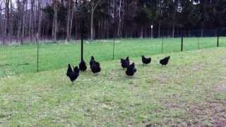 ROOSTER CROWING Australorp Rooster ORIGINAL VIDEO Australorps Crowing Good Morning [upl. by Zakarias]