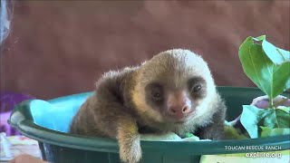 Baby sloth Moose eats enthusiastically  030224  SlothTV via exploreorg [upl. by Eyla121]