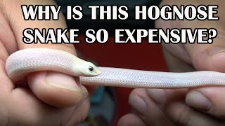 SECRET TO BREEDING HOGNOSE SNAKES [upl. by Manella]