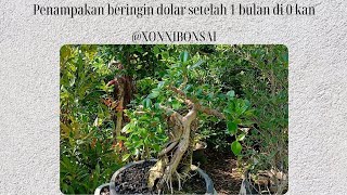 Penampakan Beringin Dolar setelah 1 bulan yang lalu di pruning total  XONNI BONSAI [upl. by Notsej]