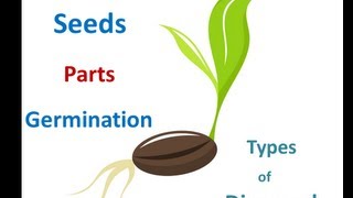 Seed parts Seed germination process Seed dispersal methods for Kids [upl. by Harrell]