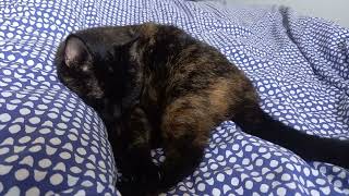 Tortoiseshell Cat Snoring [upl. by Sluiter807]