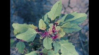 Epazote Herb or Dysphania ambrosioides and its Health Benefits [upl. by Nauhs52]