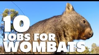 10 Jobs For Wombats [upl. by Harat]