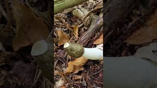 The Perfect Stinkhorn [upl. by Giule]