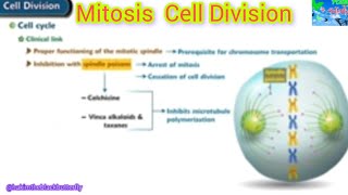 Cell Division 101Mitosis Explained  Phases of the Cell Cyclequot [upl. by Conroy830]