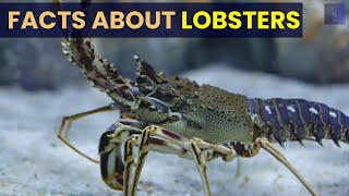 Facts About Lobsters [upl. by Ynatirb]