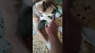 Street dog biting me without harming shorts [upl. by Harpole543]