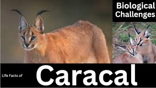 Caracal [upl. by Padgett177]