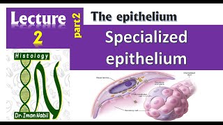 2bSpecialized types of epitheliumHistology [upl. by Martha]