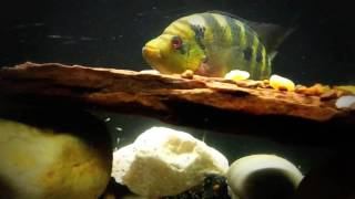 Pyro Trimac Cichlid Breeding Update  10262016 [upl. by Vevina]