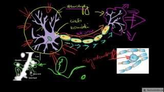 Neuron i jego budowa [upl. by Notgnilra]