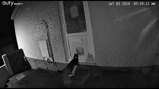 Cat burglar Rescue feline caught stealing neighbours clothes [upl. by Jared]