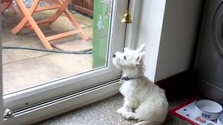 Alfie 3 month old Westie rings bell to go outside puppy training [upl. by Ralip]