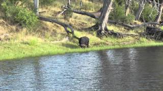 Chobe national park Botswana [upl. by Relyk547]