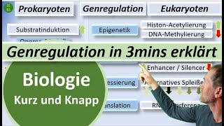 Genregulation bei Prokaryoten und Eukaryoten in 3mins erklärt  Biologie kurz und knapp  BioIxi [upl. by Lomasi]