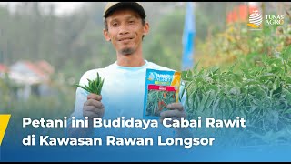 TANAM CABAI RAWIT GHENTA di Kawasan Rawan Longsor  KATAMEREKA TUNAS AGRO [upl. by Mosi]