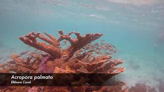 Elkhorn Coral  Acropora palmata [upl. by Aicre]