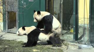 Paarung der Pandas im Tiergarten Schönbrunn 2013  Pandas mating at Vienna Zoo [upl. by Narhet]