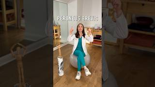 Know Your Anatomy Peroneus Brevis🦵🏻anatomy violin youtubeshorts smallyoutuber shorts muscle [upl. by Oflodur80]