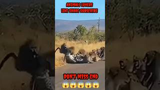 Cheetah Attack Baboon 2024 Mohammed Entertainment [upl. by Anaahs497]