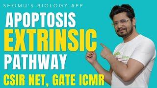 Extrinsic pathway of apoptosis  Mechanism of apoptosis  Apoptosis lecture 3  fas ligand pathway [upl. by Ingles]