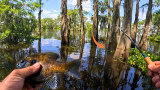 The shade of these CYPRESS TREES hold big BULL BREAM  Louisiana Swamp [upl. by Leunas]