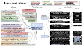 Seizures and epilepsy mechanism of disease [upl. by Ermengarde967]