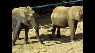 Afrikaanse olifanten  African Elephants Olmense Zoo [upl. by Lilly]