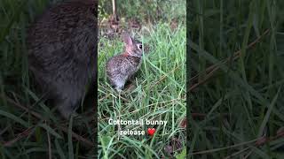 Cottontails bunny release ❤️🐇 wildlife rescuerehabrelease wildliferescue cottontail rabbit [upl. by Nafri]