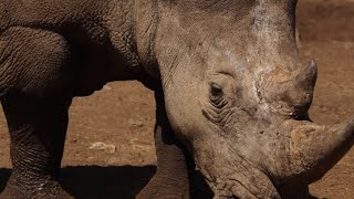 Unbelievable Use of Rhino Horns Revealed [upl. by Ahtnicaj287]