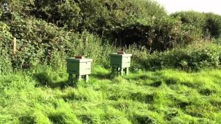 My bees day after thymol treatment [upl. by Sender689]