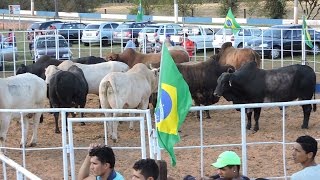 2º Bolão de Rodeio Cia Turquinho e Cia 3B Bentinho [upl. by Ardna994]