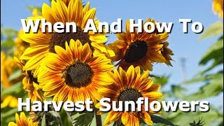 How To And When To Harvest Sunflowers What Signs To Look For And How To Extract The Seeds [upl. by Aytak]