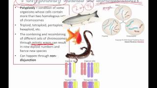 Polyploidy leads to speciation IB Biology [upl. by Notnyw]