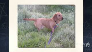 Basset Fauve de Bretagne Dog breed [upl. by Atiuqin318]